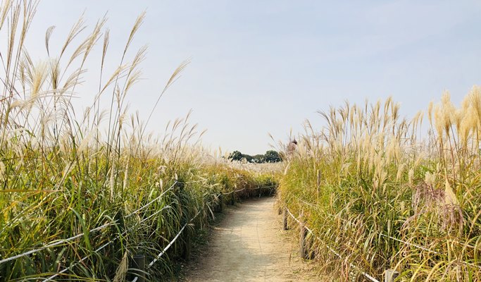 DMZ & Haneul Park Silver Grass Festival 1 Day Tour (Oct 15~20)