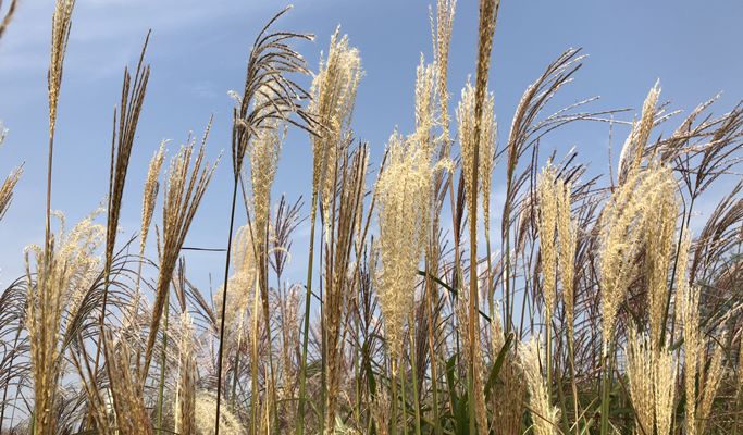 DMZ & Haneul Park Silver Grass Festival 1 Day Tour (Oct 15~20)