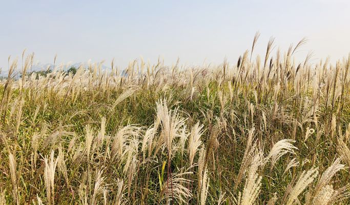 DMZ & Haneul Park Silver Grass Festival 1 Day Tour (Oct 15~20)