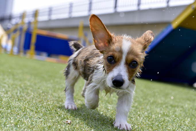 Animal Fun: World Dog Park Ticket