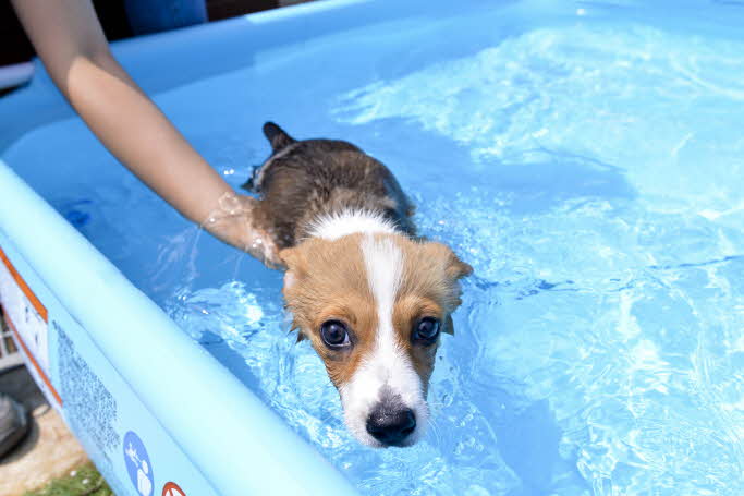 Animal Fun: World Dog Park Ticket