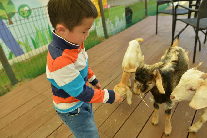 Animal Fun: World Dog Park Ticket