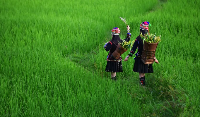 Doi Inthanon National Park 1 Day Tour in Chiang Mai (Join-in/Private)