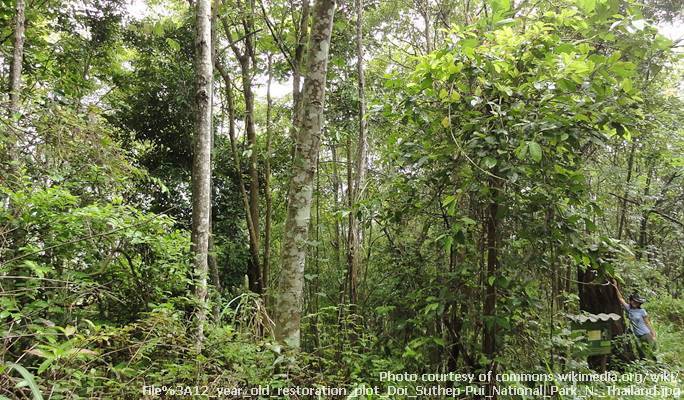 Doi Suthep-Pui National Park Trekking Tour in Chiang Mai (Full Day)
