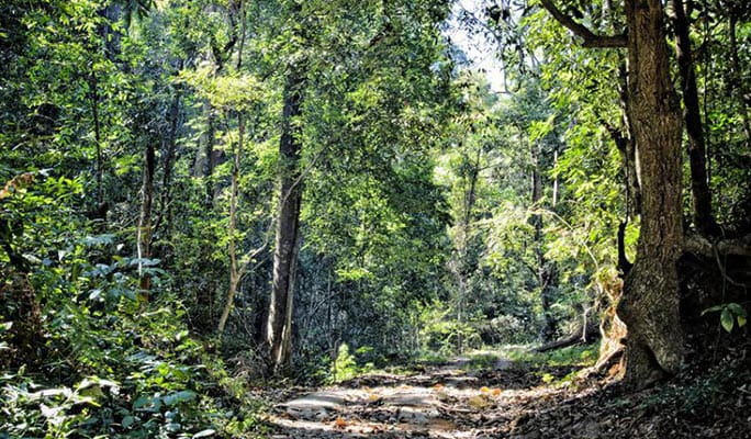 Doi Suthep-Pui National Park Half Day Private Tour in Chiang Mai (+Lunch) (+ Hotel Transfer)