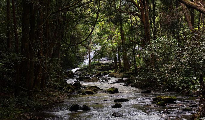 Doi Suthep-Pui National Park Half Day Private Tour in Chiang Mai (+Lunch) (+ Hotel Transfer)