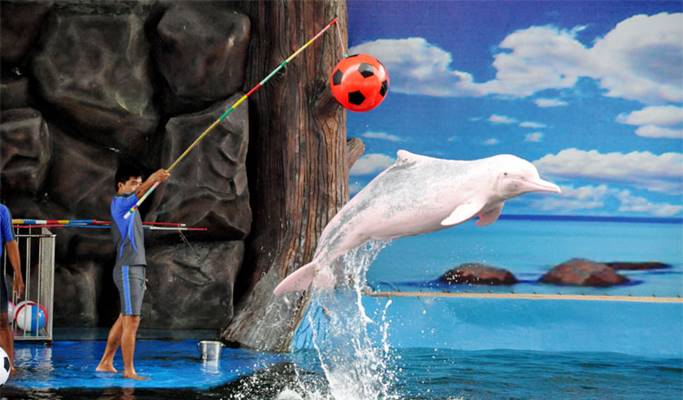 Мир дельфинов в Паттайе (Pattaya Dolphin World)