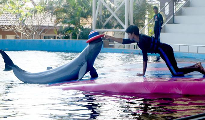 Pattaya Dolphin World Tickets Price 2023 + [Promotions / Online Discounts]