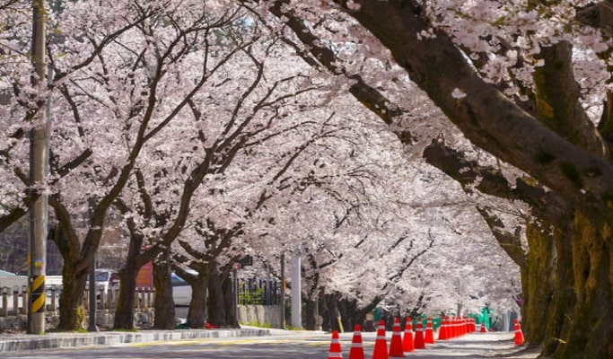 Spring Special: Jeonju Hanok Village & Gwangyang Plum Blossom/ Donghaksa Temple/ Maisan Mountain Cherry Blossom Festival - from Seoul (Mar 14~Apr 18)