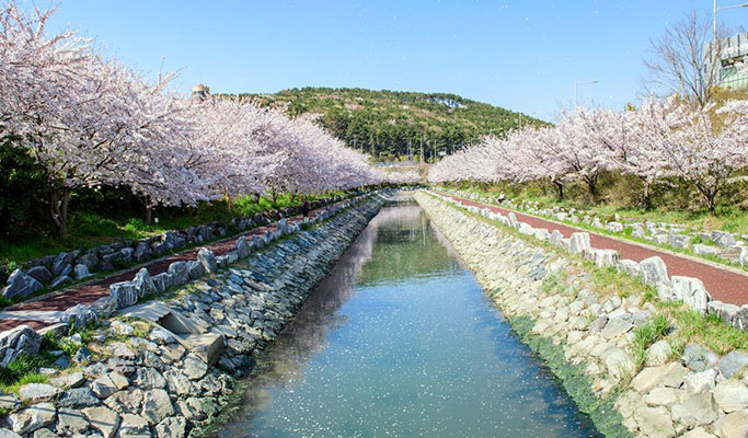Spring Special: Busan Yeongdo Island Cherry Blossom Tour - from Busan (Mar 25~Apr 10)