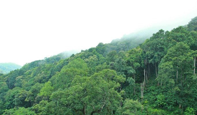 Dragon Flight Zipline - Extreme Zipline Experience in Doi Saket, Chiang Mai