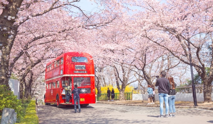 Spring Special: Daegu E-World Cherry Blossom Tour - from Busan (Mar 25~Apr 7)