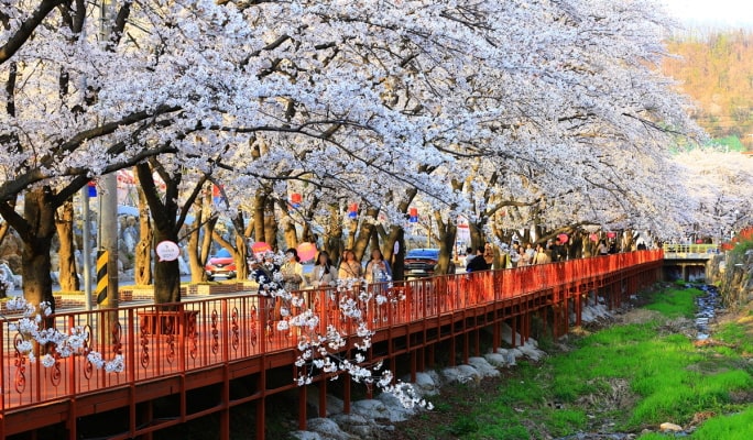 春季特輯：加平伊甸園櫻花路＋南怡島＋江村鐵道自行車1日遊 - 首爾出發（4月13日~17日）