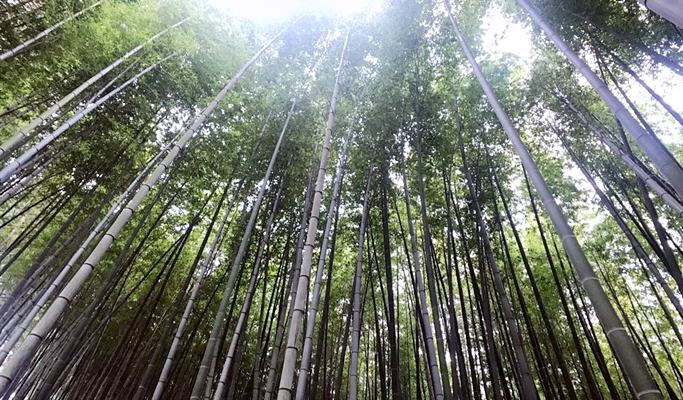 Eden Valley Luge + Ananti Cove + Jukseong Dream Church + Haedong Yonggungsa Temple 1 Day Tour - from Busan