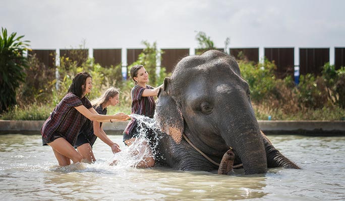Pattaya Elephant Jungle Sanctuary Visit (Morning/Afternoon) (+ Hotel Transfer)