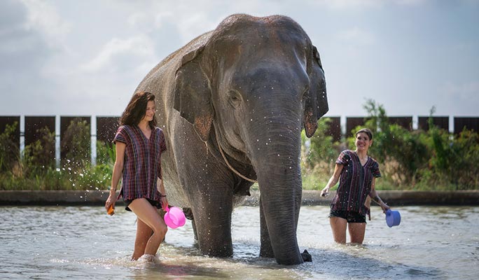 Pattaya Elephant Jungle Sanctuary Visit