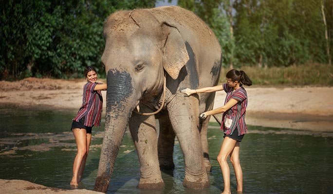 Pattaya Elephant Jungle Sanctuary Visit (Morning/Afternoon) (+ Hotel Transfer)