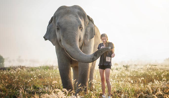 Pattaya Elephant Jungle Sanctuary Visit (Morning/Afternoon) (+ Hotel Transfer)