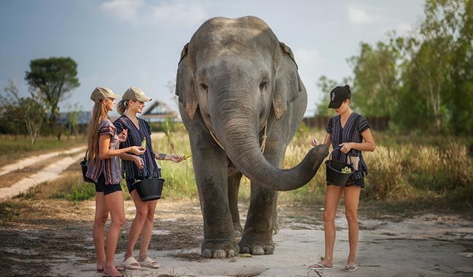 Pattaya Elephant Jungle Sanctuary Visit (Morning/Afternoon) (+ Hotel Transfer)