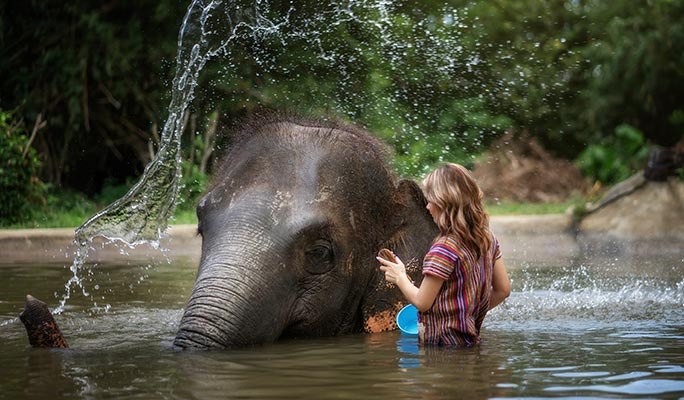 Koh Samui Elephant Jungle Sanctuary Visit (Morning/Afternoon) (+ Hotel Transfer)
