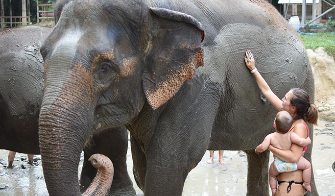 Koh Samui Elephant Jungle Sanctuary Visit (Morning/Afternoon) (+ Hotel Transfer)
