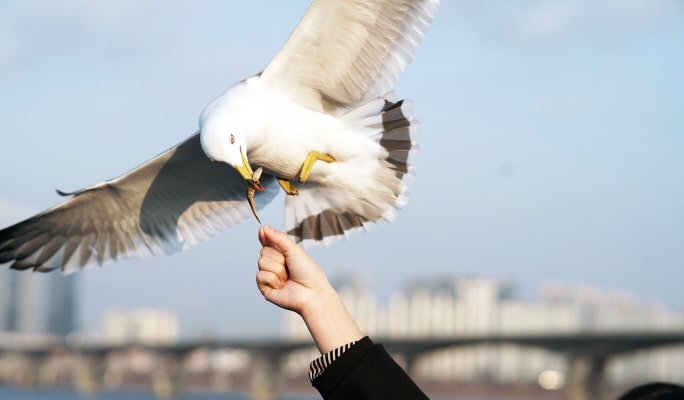 Hangang River E-land Ferry Cruise (Day & Night) - from Yeouido/ Jamsil
