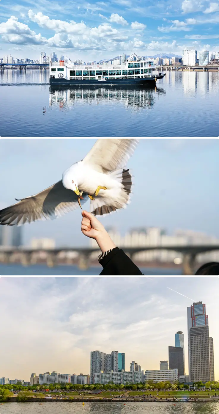A visitor feeding a seagull on the E-land Hangang River cruise.
