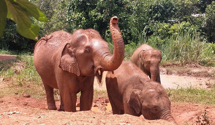 Chiang Mai Elephant Sanctuary Visit: Bathe, Swim & Hand Feed Elephants (Half Day / Full Day)