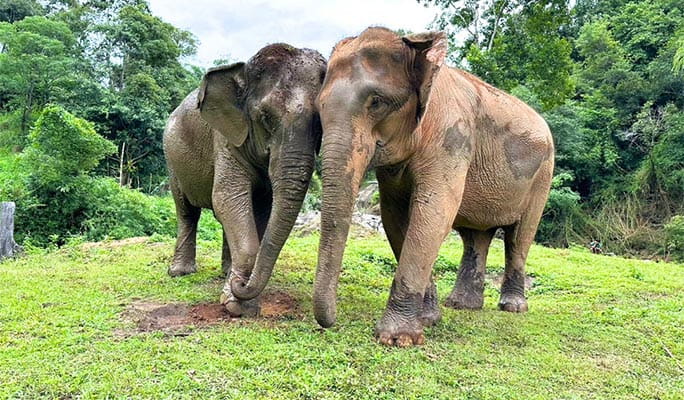 Chiang Mai Elephant Sanctuary + Authentic Thai Cooking Class (+ Lunch & Dinner) (+ Hotel Transfer)