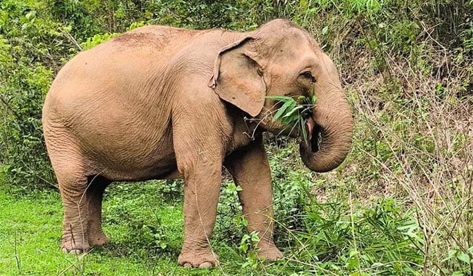 Chiang Mai Elephant Sanctuary + Doi Inthanon Hiking 1 Day Tour (+ Lunch) (+ Hotel Transfer)
