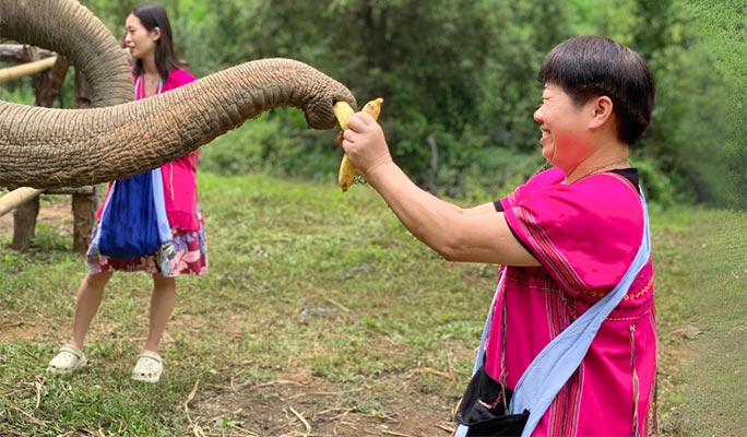 Chiang Mai Elephant Sanctuary + Doi Inthanon Hiking 1 Day Tour (+ Lunch) (+ Hotel Transfer)