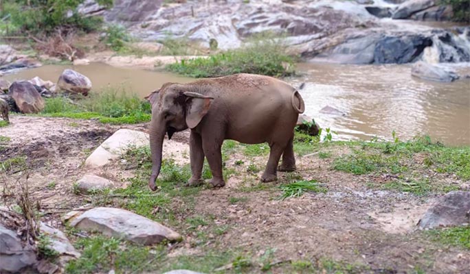 Chiang Mai Elephant Sanctuary + Doi Suthep Sunrise 1 Day Tour (+ Breakfast & Lunch) (+ Hotel Transfer)