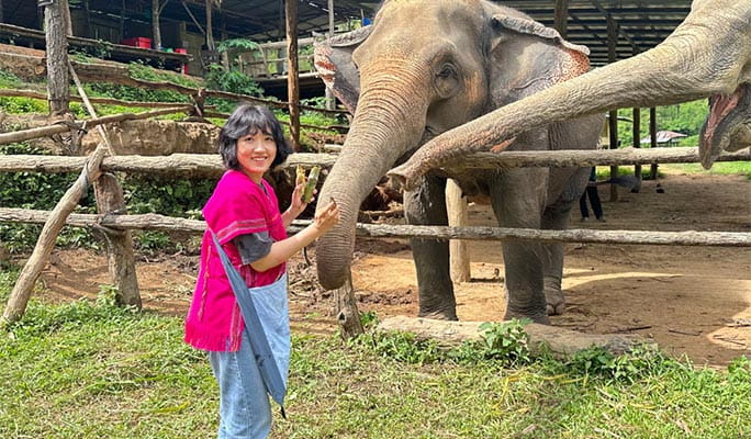 Chiang Mai Elephant Sanctuary + Doi Suthep Sunrise 1 Day Tour (+ Breakfast & Lunch) (+ Hotel Transfer)