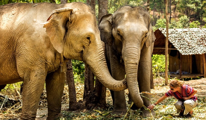 Elephant Sanctuary Chiang Mai Visit - Trazy, Your Travel Shop for Asia