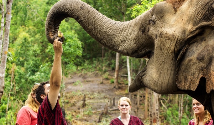 Chiang Mai Elephant Jungle Sanctuary Visit (Half Day / Full Day / Overnight)
