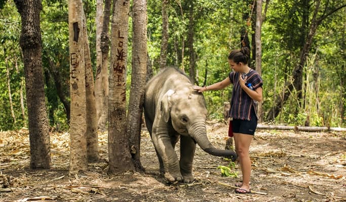 Chiang Mai Elephant Jungle Sanctuary Visit (Half Day / Full Day / Overnight)