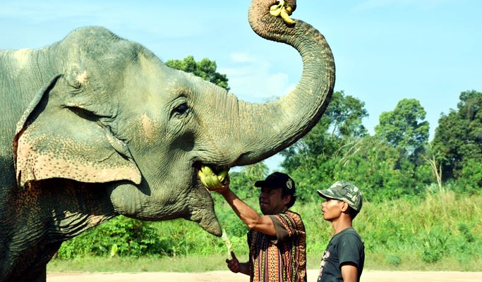 Pattaya Elephant Jungle Sanctuary Visit (Morning/Afternoon) (+ Hotel Transfer)