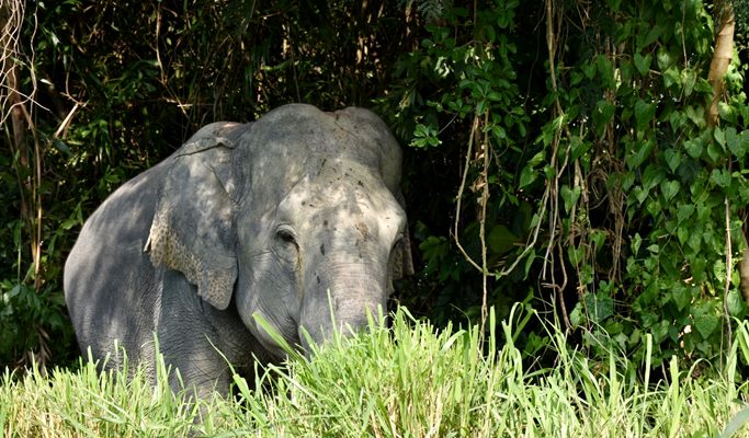 Pattaya Elephant Jungle Sanctuary Visit (Morning/Afternoon) (+ Hotel Transfer)