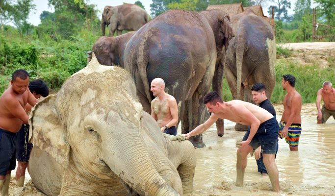 Pattaya Elephant Jungle Sanctuary Visit (Morning/Afternoon) (+ Hotel Transfer)