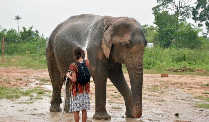 Pattaya Elephant Jungle Sanctuary Visit (Morning/Afternoon) (+ Hotel Transfer)