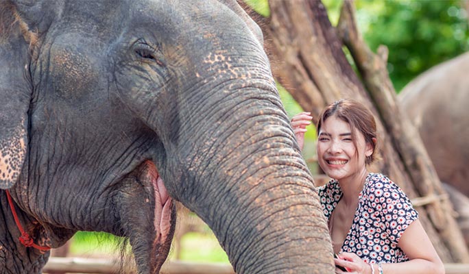 Phuket Elephant Jungle Sanctuary Visit (Morning/Afternoon) (+ Hotel Transfer)