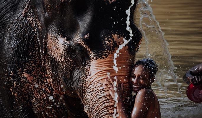Phuket Elephant Jungle Sanctuary Visit (Morning/Afternoon) (+ Hotel Transfer)