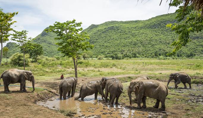 Kanchanaburi ElephantsWorld Visit (Full Day)
