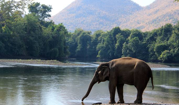 Kanchanaburi ElephantsWorld Visit (Full Day)