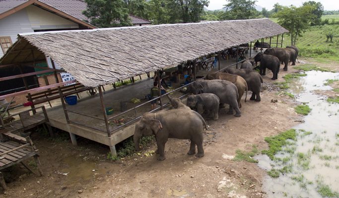 Kanchanaburi ElephantsWorld Visit (Full Day)