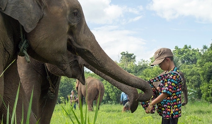 Flight of the Gibbon - 1 Day Zipline Adventure from Chiang Mai (+Segway Tour/Elephant Sanctuary Visit)