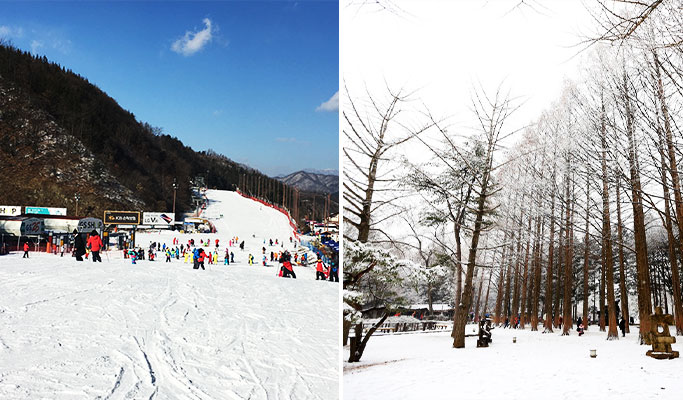 Half Day Nami Island Tour - from Elysian Ski Resort