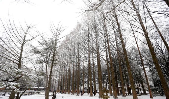 Half Day Nami Island Tour - from Elysian Ski Resort