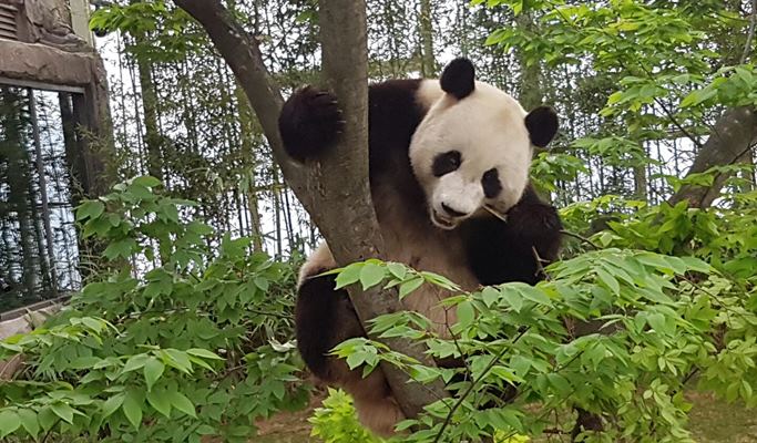 Everland Early Bird Discount: Everland 1 Day Pass (+ Shuttle Bus Option)