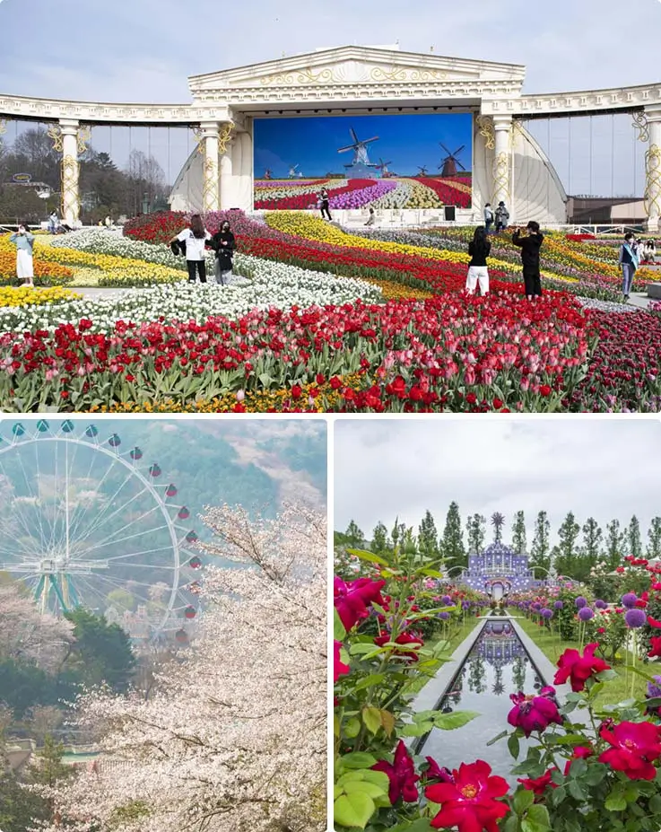Everland in spring: a park full of tulips at the top. On the bottom left, cherry blossoms with a ferris wheel, and on the bottom right, a garden with seasonal flowers.